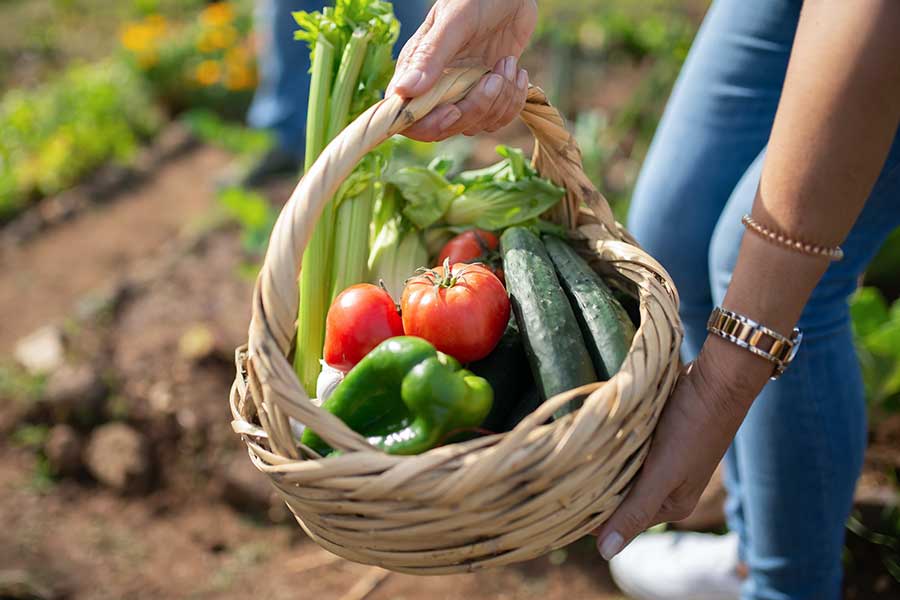 kleingartenverein Garten Ernte
